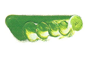 [ [։ ] }c_ NCbNG̋ Jh~EO[ 6 20ml 1{ y G  G c z