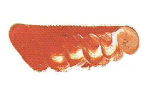 [ [։ ] }c_ NCbNG̋ o[~I`g 6 20ml 1{ y G  G c z