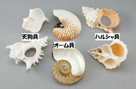 貝殻断面カットモデル 3点セット 【 デッサン スケッチ 絵画 モデル 貝殻 】