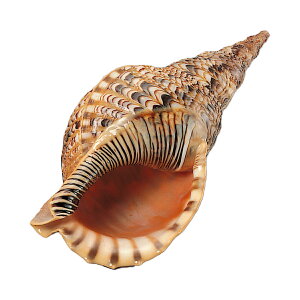 �ق�L �y �f�b�T�� �X�P�b�` �G�� ���f�� �L�k �z