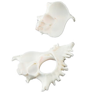 �f�ʃJ�b�g �V��L �y �f�b�T�� �X�P�b�` �G�� ���f�� �L�k �z