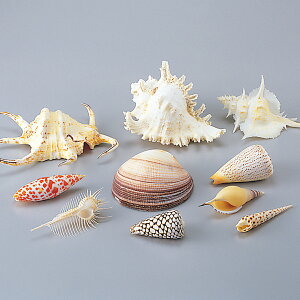 Lkf 10_Zbg y fbT XPb` G f Lk z