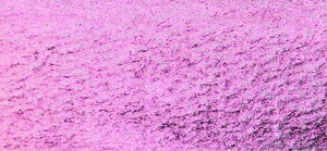 񂹕i NTJx sOg 433 Fbh #500 痿 Raden Red