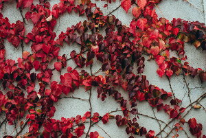 y{zA[gpl {[h artmart A[g}[g ʐ^ A~t[  Y R[fBl[g ǎ z EH[XebJ[ tHg   ItBX ze  a@ z[