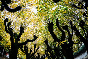 y{zA[gpl {[h artmart A[g}[g ʐ^ A~t[  Y R[fBl[g ǎ z EH[XebJ[ tHg   ItBX ze  a@ z[