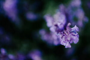 y{zA[gpl {[h artmart A[g}[g ʐ^ A~t[  Y R[fBl[g ǎ z EH[XebJ[ tHg   ItBX ze  a@ z[