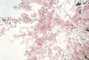 y{zA[gpl {[h artmart A[g}[g ʐ^ A~t[  Y R[fBl[g ǎ z EH[XebJ[ tHg   ItBX ze  a@ z[