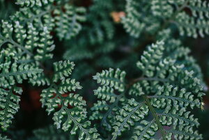 y{zA[gpl {[h artmart A[g}[g ʐ^ A~t[  Y R[fBl[g ǎ z EH[XebJ[ tHg   ItBX ze  a@ z[