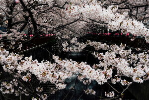 y{zA[gpl {[h artmart A[g}[g ʐ^ A~t[  Y R[fBl[g ǎ z EH[XebJ[ tHg   ItBX ze  a@ z[