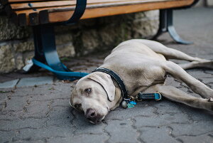 y{zA[gpl {[h artmart A[g}[g ʐ^ A~t[  Y R[fBl[g ǎ z EH[XebJ[ tHg   ItBX ze  a@ z[