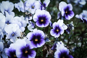 【日本製】アートパネル ボード artmart アートマート 写真 アルミフレーム おしゃれ 綺麗 コーディネート 壁紙 額縁 ウォールステッカー フォト 小物 部屋 オフィス ホテル 旅館 病院 ホール