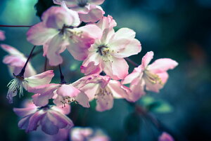 y{zA[gpl {[h artmart A[g}[g ʐ^ A~t[  Y R[fBl[g ǎ z EH[XebJ[ tHg   ItBX ze  a@ z[