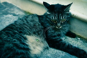 y{zA[gpl {[h artmart A[g}[g ʐ^ A~t[  Y R[fBl[g ǎ z EH[XebJ[ tHg   ItBX ze  a@ z[