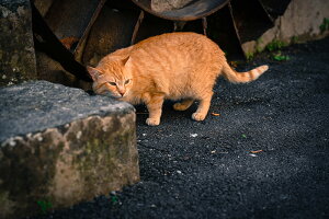 y{zA[gpl {[h artmart A[g}[g ʐ^ A~t[  Y R[fBl[g ǎ z EH[XebJ[ tHg   ItBX ze  a@ z[