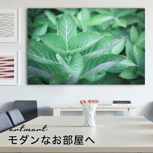 y{zA[gpl {[h artmart A[g}[g ʐ^ A~t[  Y R[fBl[g ǎ z EH[XebJ[ tHg   ItBX ze  a@ z[