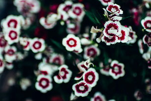 y{zA[gpl {[h artmart A[g}[g ʐ^ A~t[  Y R[fBl[g ǎ z EH[XebJ[ tHg   ItBX ze  a@ z[