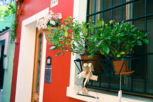 y{zA[gpl {[h artmart A[g}[g ʐ^ A~t[  Y R[fBl[g ǎ z EH[XebJ[ tHg   ItBX ze  a@ z[