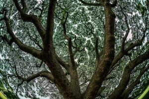 【日本製】アートパネル ボード artmart アートマート 写真 アルミフレーム おしゃれ 綺麗 コーディネート 壁紙 額縁 ウォールステッカー フォト 小物 部屋 オフィス ホテル 旅館 病院 ホール