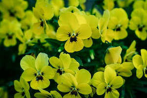 y{zA[gpl {[h artmart A[g}[g ʐ^ A~t[  Y R[fBl[g ǎ z EH[XebJ[ tHg   ItBX ze  a@ z[