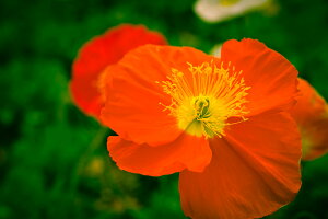 y{zA[gpl {[h artmart A[g}[g ʐ^ A~t[  Y R[fBl[g ǎ z EH[XebJ[ tHg   ItBX ze  a@ z[