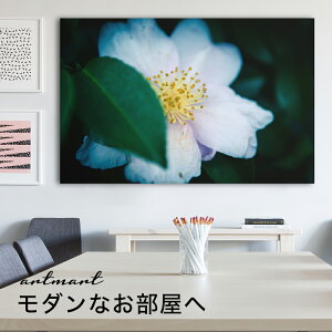 y{zA[gpl {[h artmart A[g}[g ʐ^ A~t[  Y R[fBl[g ǎ z EH[XebJ[ tHg   ItBX ze  a@ z[