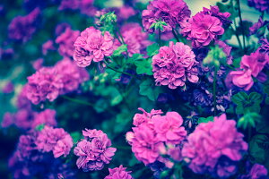 y{zA[gpl {[h artmart A[g}[g ʐ^ A~t[  Y R[fBl[g ǎ z EH[XebJ[ tHg   ItBX ze  a@ z[