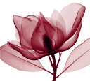 【Steven N.Meyers アートポスター】Red Magnolia I(686×762mm) ランキングお取り寄せ