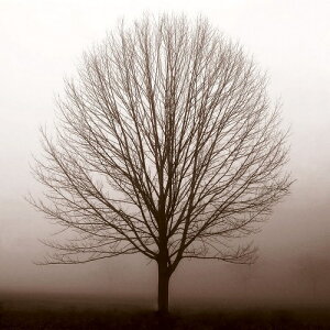 エリン・クラーク アートポスター『静寂』(305×305mm) -おしゃれインテリアに- (余白カット済みポスター)