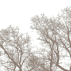 GEN[N A[g|X^[wMAJESTY Ix(305×305mm) -CeA- (]Jbgς݃|X^[)