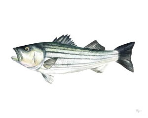 yKelly Clause A[g|X^[zSTRIPED BASS(406×508mm) -CeA-@V}XYLE