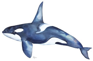 yKelly Clause A[g|X^[zBIGGS KILLER WHALE(356×533mm) -CeA-@傫ȃV`E