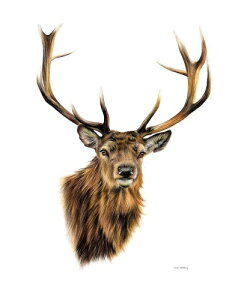 ySarah Stribbling A[g|X^[zSTAG WHITE BACKGROUND(635×508mm) -CeA-(]Jbgς݃|X^[)  VJ