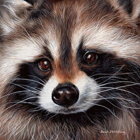 【Sarah Stribbling アートポスター】RACCOON(406×406mm) -おしゃれインテリアに-(余白カット済みポスター) 動物 アライグマ