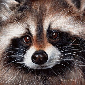 ySarah Stribbling A[g|X^[zRACCOON(305×305mm) -CeA-(]Jbgς݃|X^[)  ACO}
