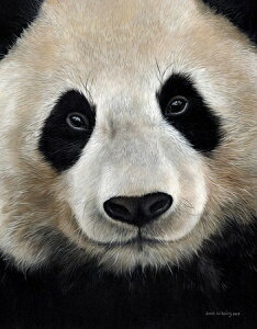 ySarah Stribbling A[g|X^[zGIANT PANDA(381×305mm) -CeA-(]Jbgς݃|X^[)  p_