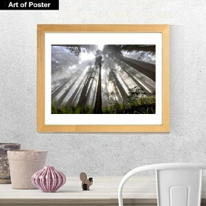 yO[{^jJ V[Y zt A[g|X^[zA[gEEtwCALIFORNIA REDWOODS, LOOKING UPx(320×390×15mm) - CeA - t[t A[g|X^[  A[gpl