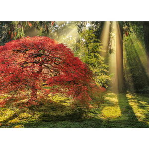 HEYE Puzzle�E�w�C�p�Y�� 29855 Magic Forests : Guiding Light 1000�s�[�X