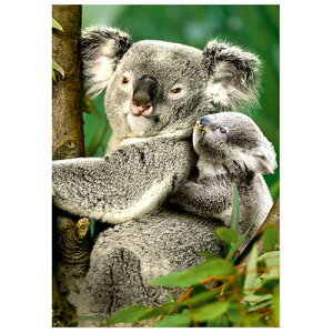 D-Toys�E�f�B�[�g�C�Y�p�Y�� 76816 Animals : Koalas 1000�s�[�X 47×68cm