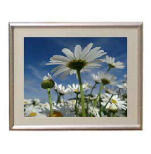 yG MdグzFlowers t[Y 006 A[gt[ TCY zS y zLoX Yz Ԃ̊G Õ 310×260mm CeAA[g  