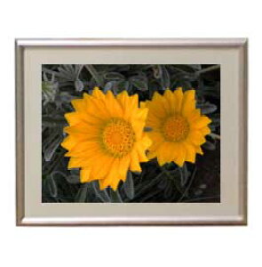 yG MdグzFlowers t[Y 033 A[gt[ TCY zS y zLoX Yz Ԃ̊G Õ 310×260mm CeAA[g  
