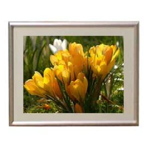yG MdグzFlowers t[Y 034 A[gt[ TCY zS y zLoX Yz Ԃ̊G Õ 310×260mm CeAA[g  