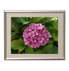 yG MdグzFlowers t[Y 041 A[gt[ TCY zS y zLoX Yz Ԃ̊G Õ 310×260mm CeAA[g  