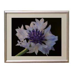yG MdグzFlowers t[Y 047 A[gt[ TCY zS y zLoX Yz Ԃ̊G Õ 310×260mm CeAA[g  
