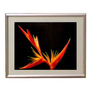 yG MdグzFlowers t[Y 049 A[gt[ TCY zS y zLoX Yz Ԃ̊G Õ 310×260mm CeAA[g  