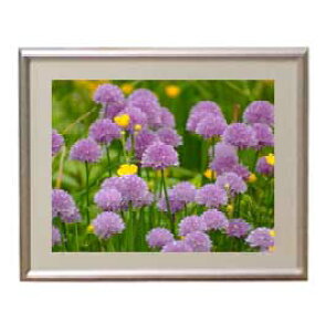 yG MdグzFlowers t[Y 053 A[gt[ TCY zS y zLoX Yz Ԃ̊G Õ 310×260mm CeAA[g  