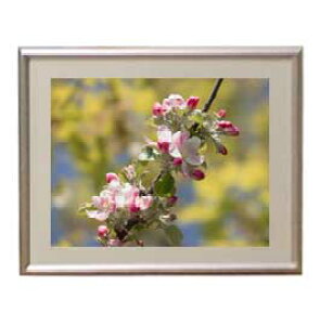 yG MdグzFlowers t[Y 060 A[gt[ TCY zS y zLoX Yz Ԃ̊G Õ 310×260mm CeAA[g  