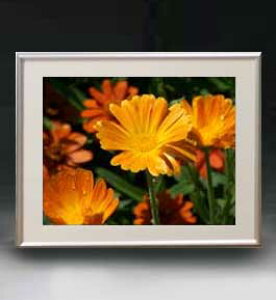 yG MdグzFlowers t[Y 003 A[gt[ TCY zM y zLoX Yz Ԃ̊G Õ 511×418mm CeAA[g  