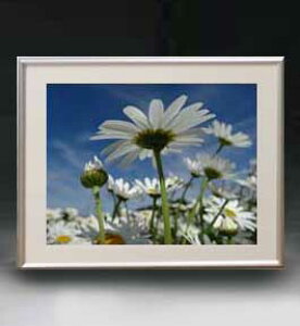 yG MdグzFlowers t[Y 006 A[gt[ TCY zM y zLoX Yz Ԃ̊G Õ 511×418mm CeAA[g  