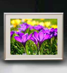 yG MdグzFlowers t[Y 009 A[gt[ TCY zM y zLoX Yz Ԃ̊G Õ 511×418mm CeAA[g  