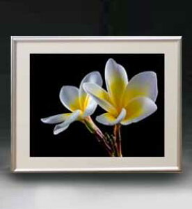 yG MdグzFlowers t[Y 012 A[gt[ TCY zM y zLoX Yz Ԃ̊G Õ 511×418mm CeAA[g  